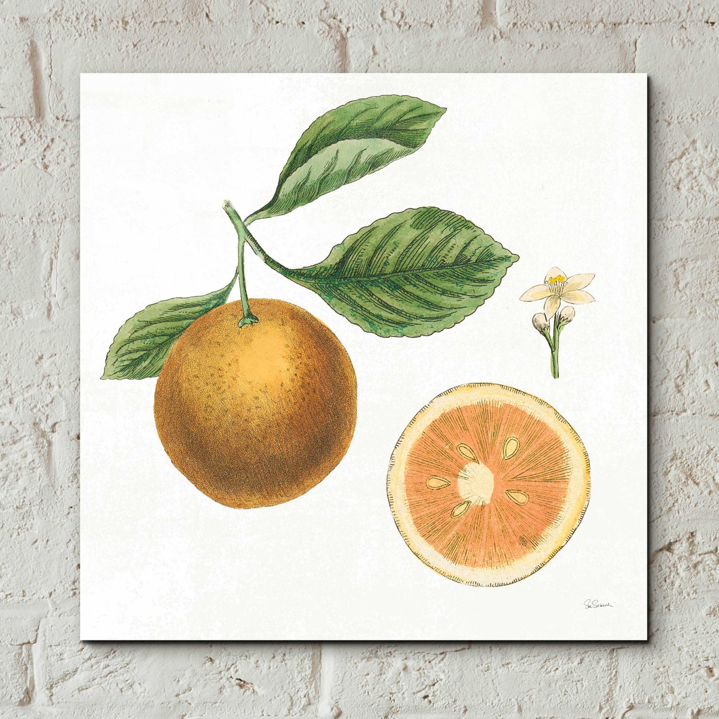 Epic Art 'Classic Citrus IV' by Sue Schlabach, Acrylic Glass Wall Art,12x12