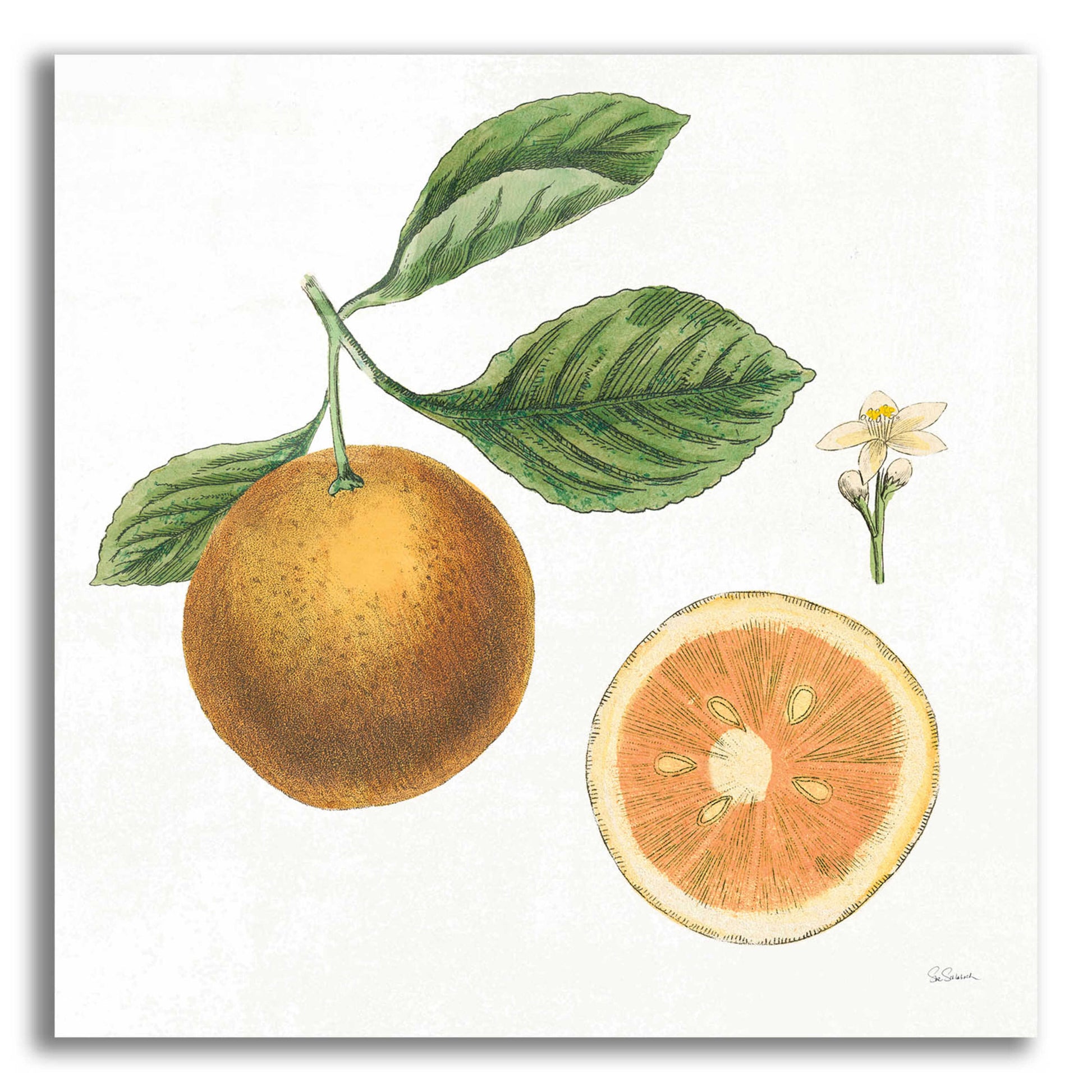 Epic Art 'Classic Citrus IV' by Sue Schlabach, Acrylic Glass Wall Art,12x12