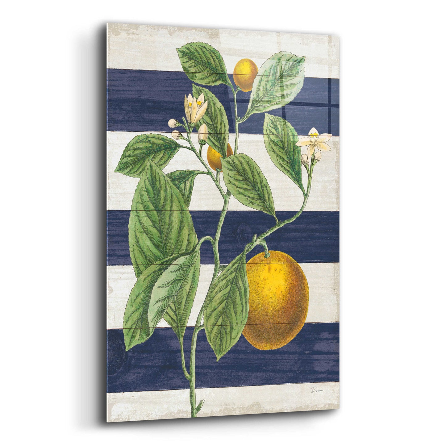 Epic Art 'Classic Citrus VI Navy Shiplap NW' by Sue Schlabach, Acrylic Glass Wall Art,16x24