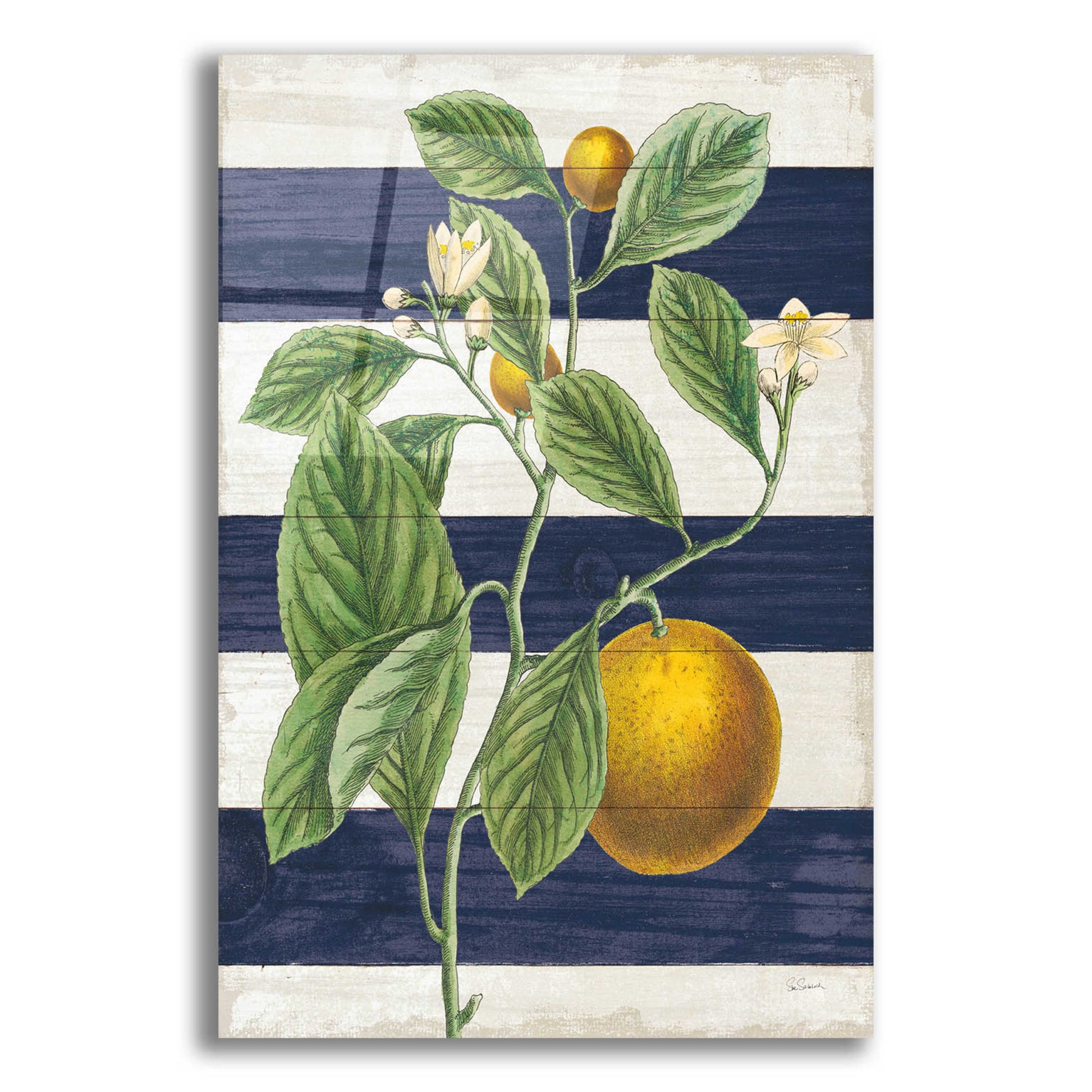 Epic Art 'Classic Citrus VI Navy Shiplap NW' by Sue Schlabach, Acrylic Glass Wall Art,16x24