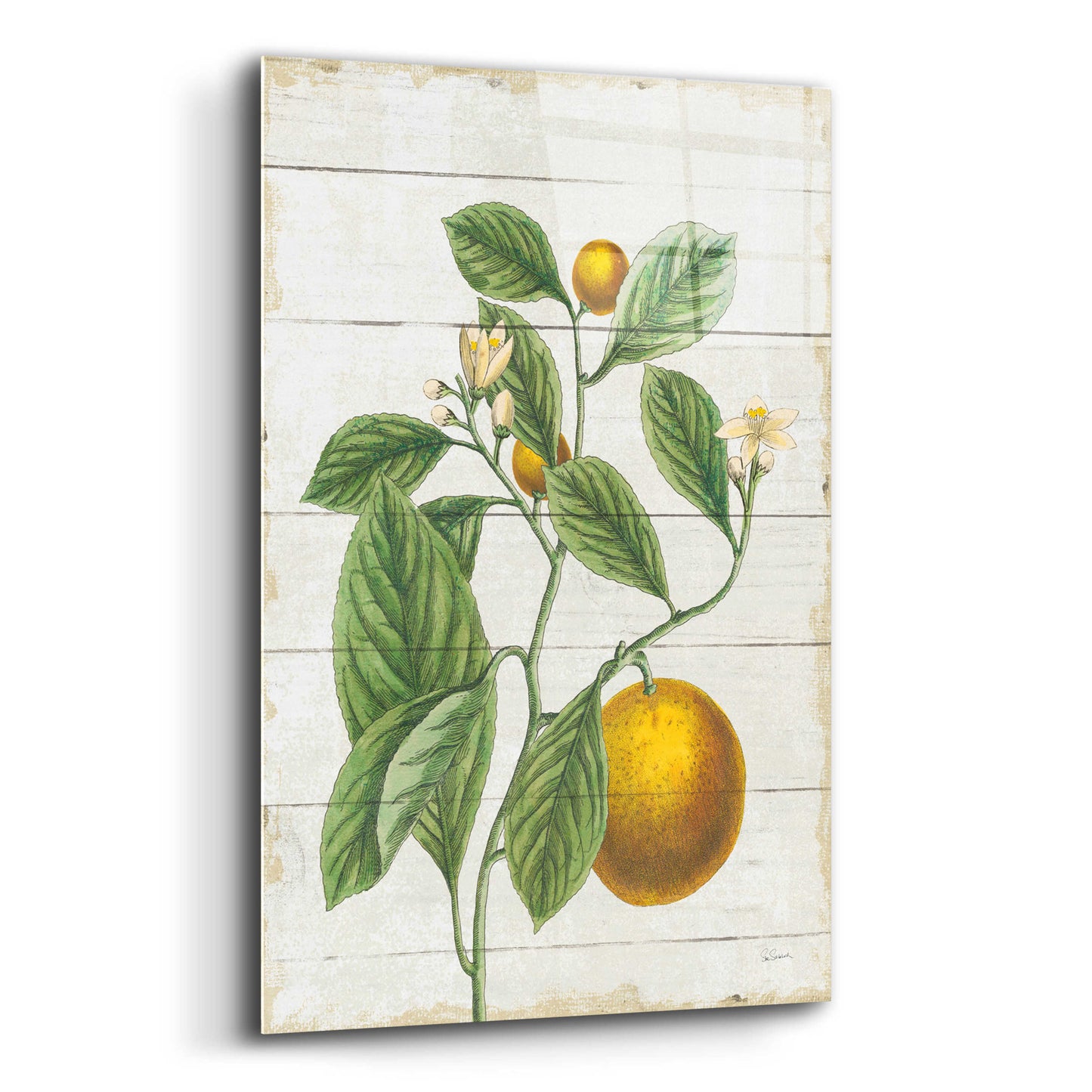 Epic Art 'Classic Citrus VI Shiplap No Words' by Sue Schlabach, Acrylic Glass Wall Art,12x16