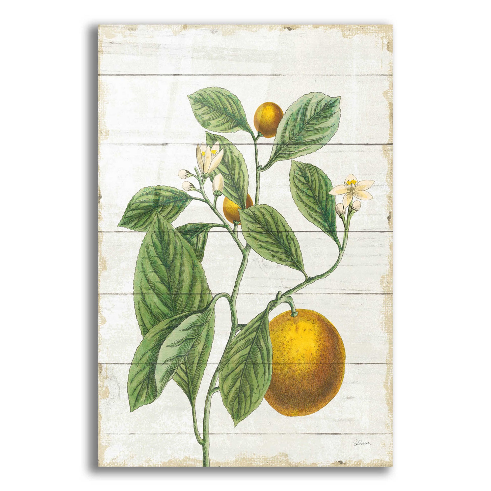 Epic Art 'Classic Citrus VI Shiplap No Words' by Sue Schlabach, Acrylic Glass Wall Art,12x16