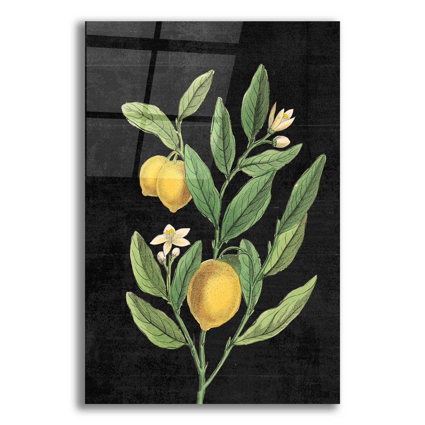 Epic Art 'Classic Citrus V Black No Words' by Sue Schlabach, Acrylic Glass Wall Art,12x16