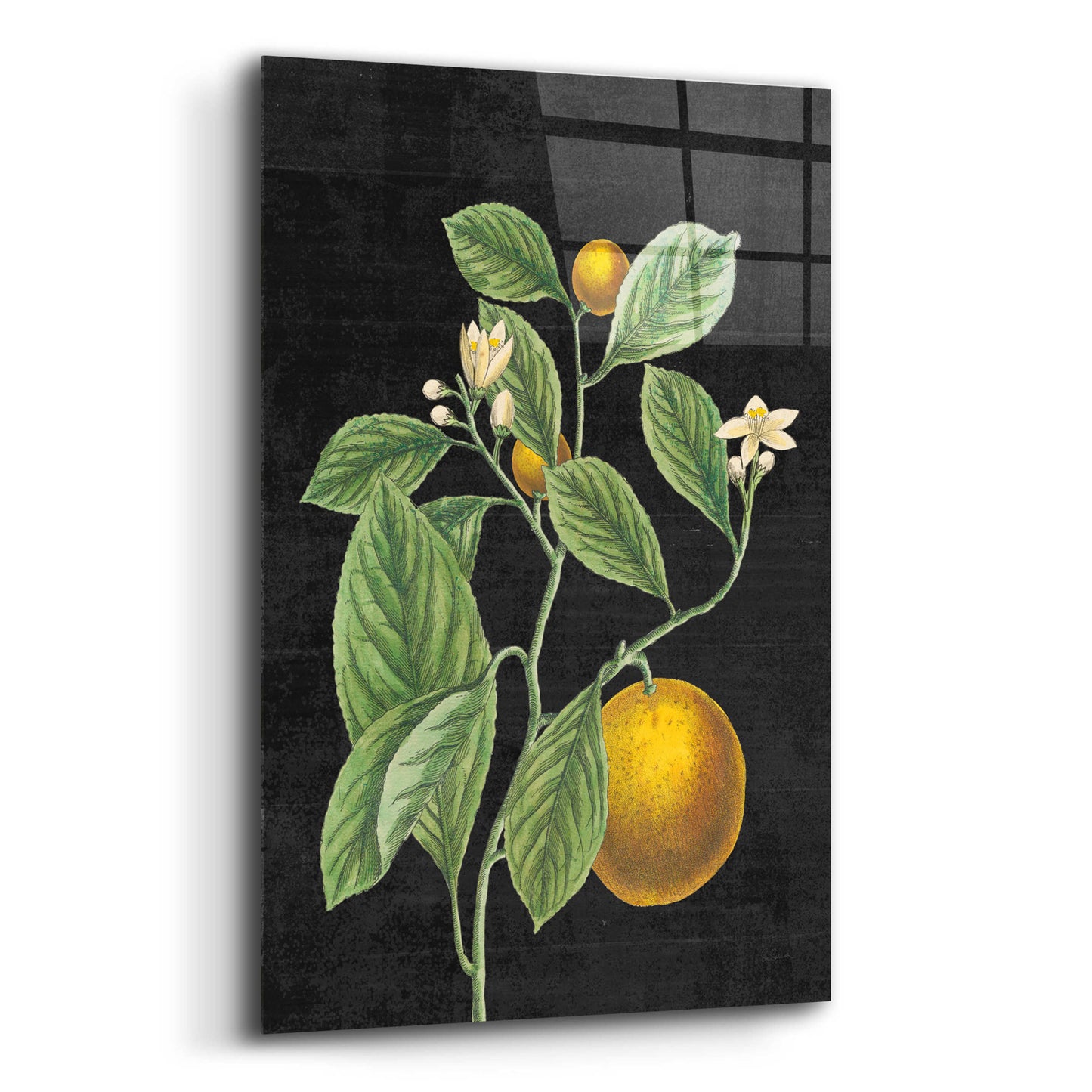 Epic Art 'Classic Citrus VI Black No Words' by Sue Schlabach, Acrylic Glass Wall Art,16x24