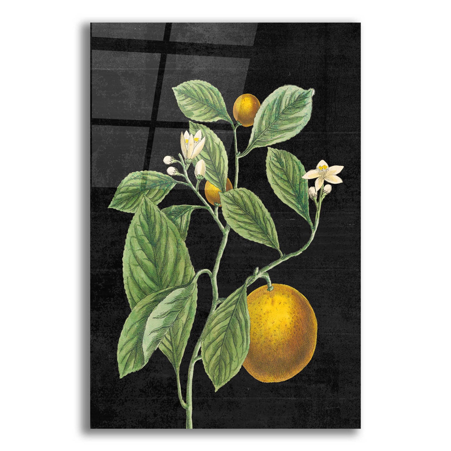 Epic Art 'Classic Citrus VI Black No Words' by Sue Schlabach, Acrylic Glass Wall Art,16x24