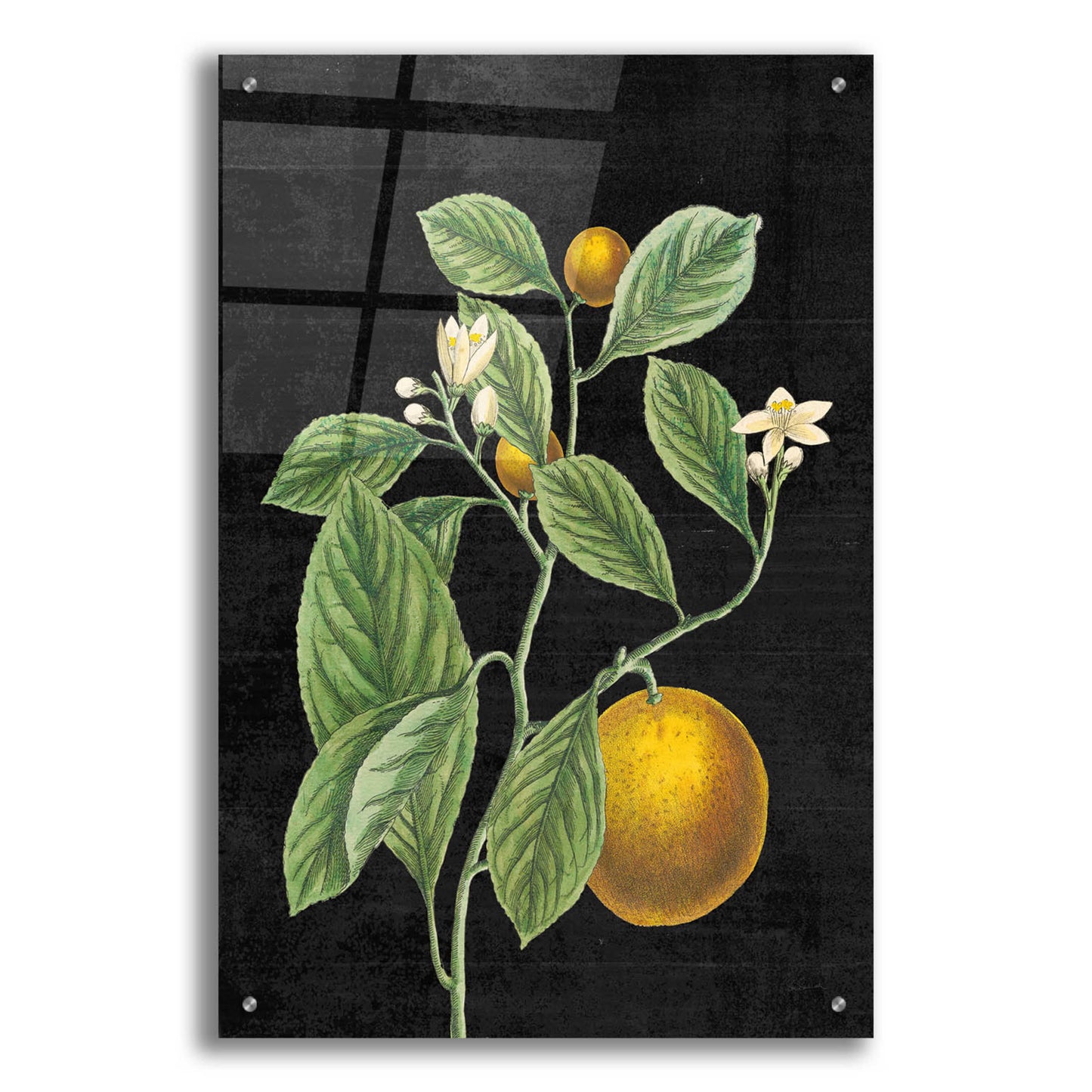 Epic Art 'Classic Citrus VI Black No Words' by Sue Schlabach, Acrylic Glass Wall Art,24x36