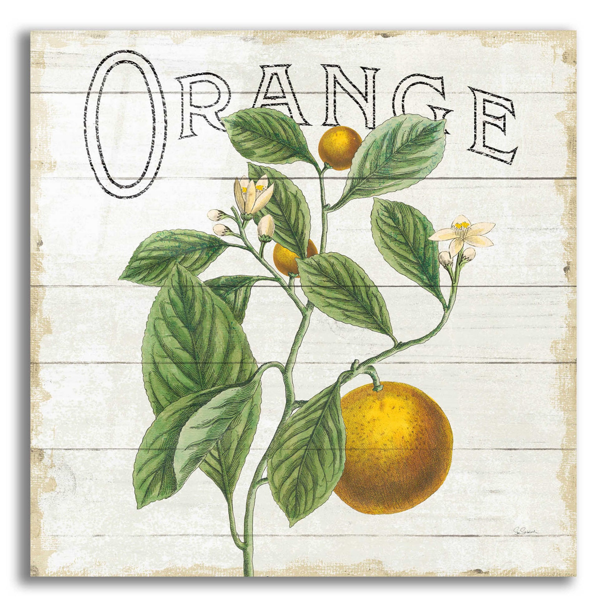 Epic Art 'Classic Citrus VI Shiplap Sq' by Sue Schlabach, Acrylic Glass Wall Art,12x12