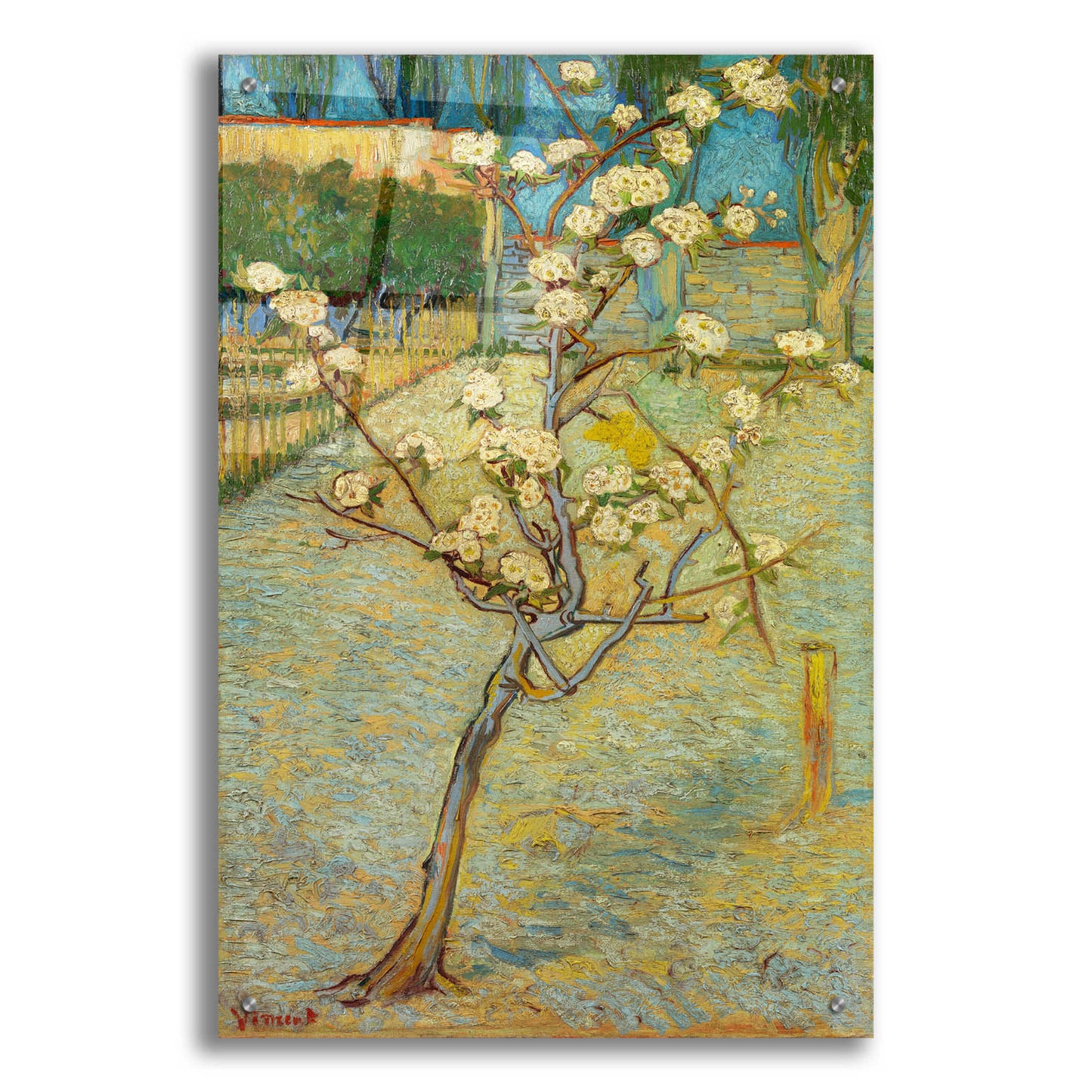 Epic Art 'Small Pear Tree In Blossom' by Vincent Van Gogh, Acrylic Glass Wall Art,24x36