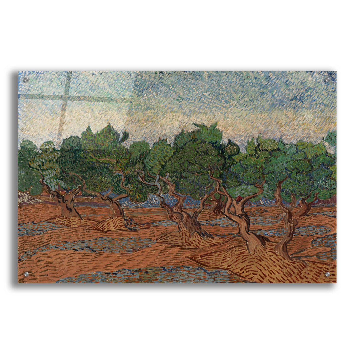Epic Art 'Olive Grove II' by Vincent Van Gogh, Acrylic Glass Wall Art,36x24