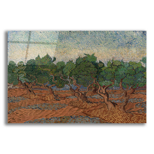 Epic Art 'Olive Grove II' by Vincent Van Gogh, Acrylic Glass Wall Art