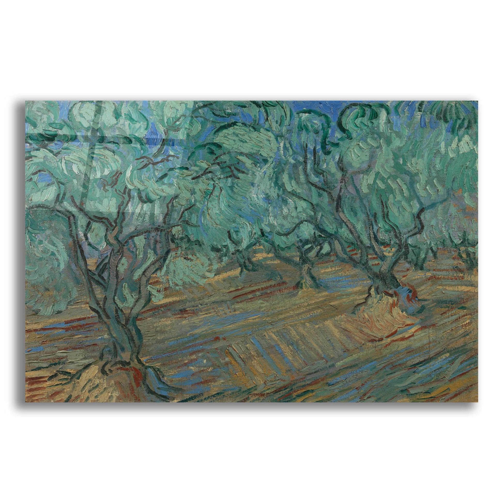 Epic Art 'Olive Grove' by Vincent Van Gogh, Acrylic Glass Wall Art,24x16