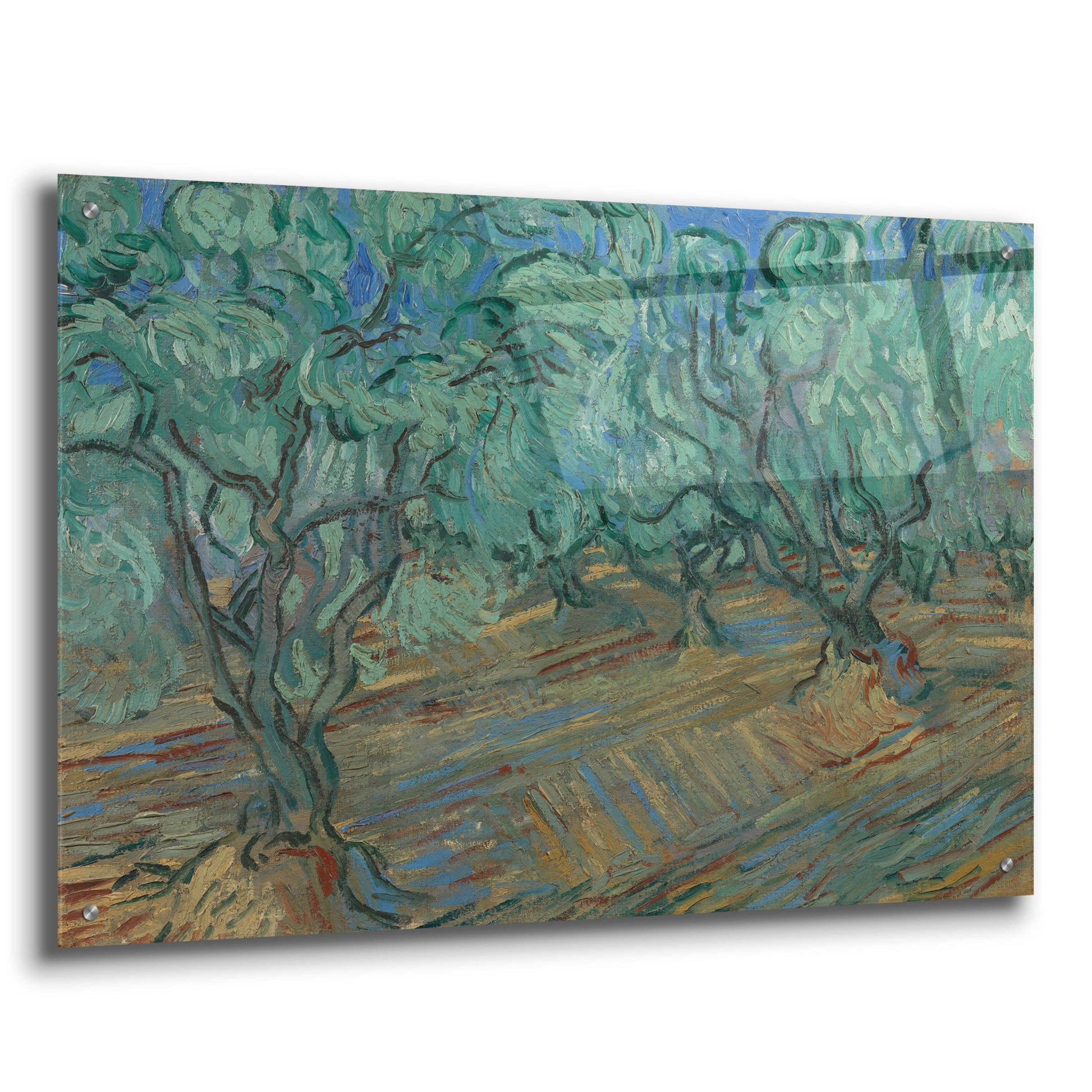 Epic Art 'Olive Grove' by Vincent Van Gogh, Acrylic Glass Wall Art,36x24