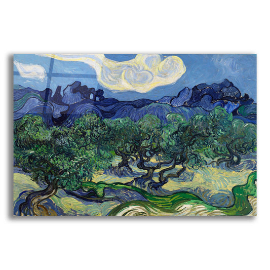Epic Art 'The Olive Trees ' by Vincent Van Gogh, Acrylic Glass Wall Art