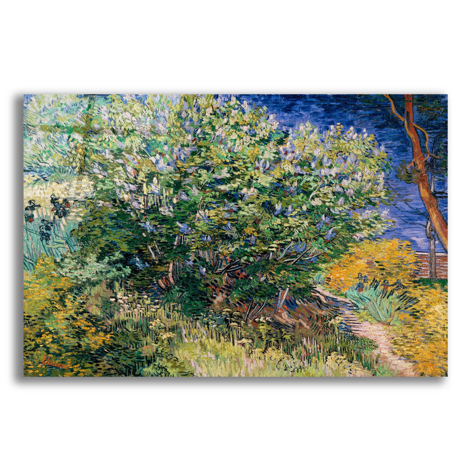 Epic Art 'Lilac Bush' by Vincent Van Gogh, Acrylic Glass Wall Art,16x12