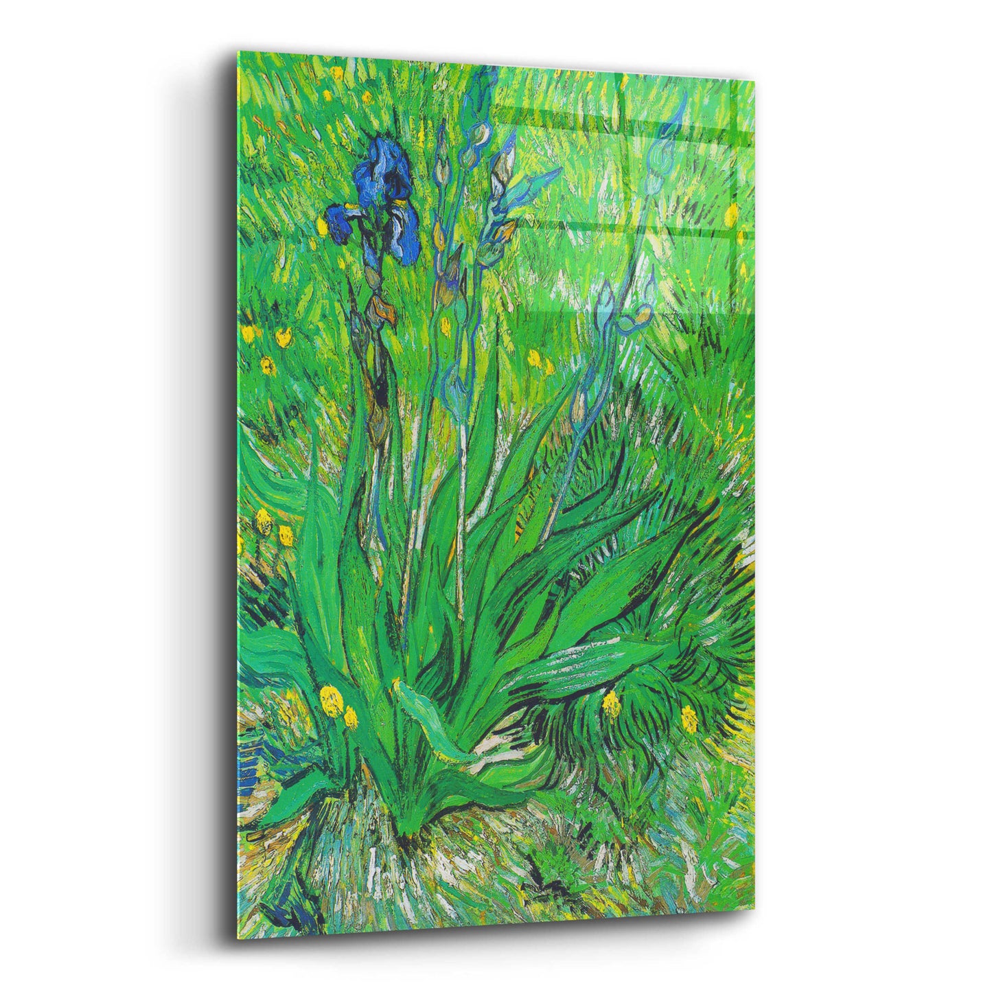 Epic Art 'Iris' by Vincent Van Gogh, Acrylic Glass Wall Art,12x16