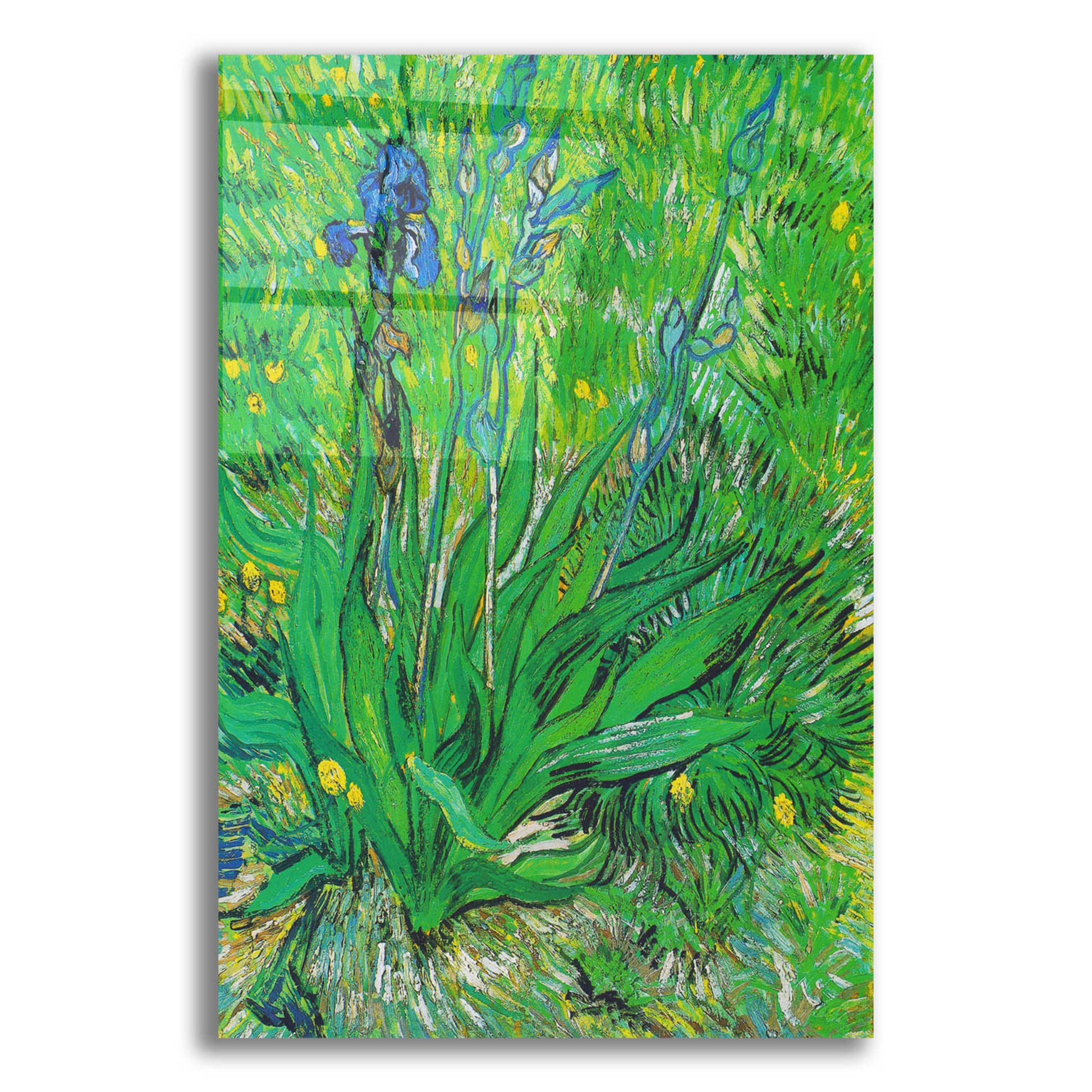 Epic Art 'Iris' by Vincent Van Gogh, Acrylic Glass Wall Art,12x16