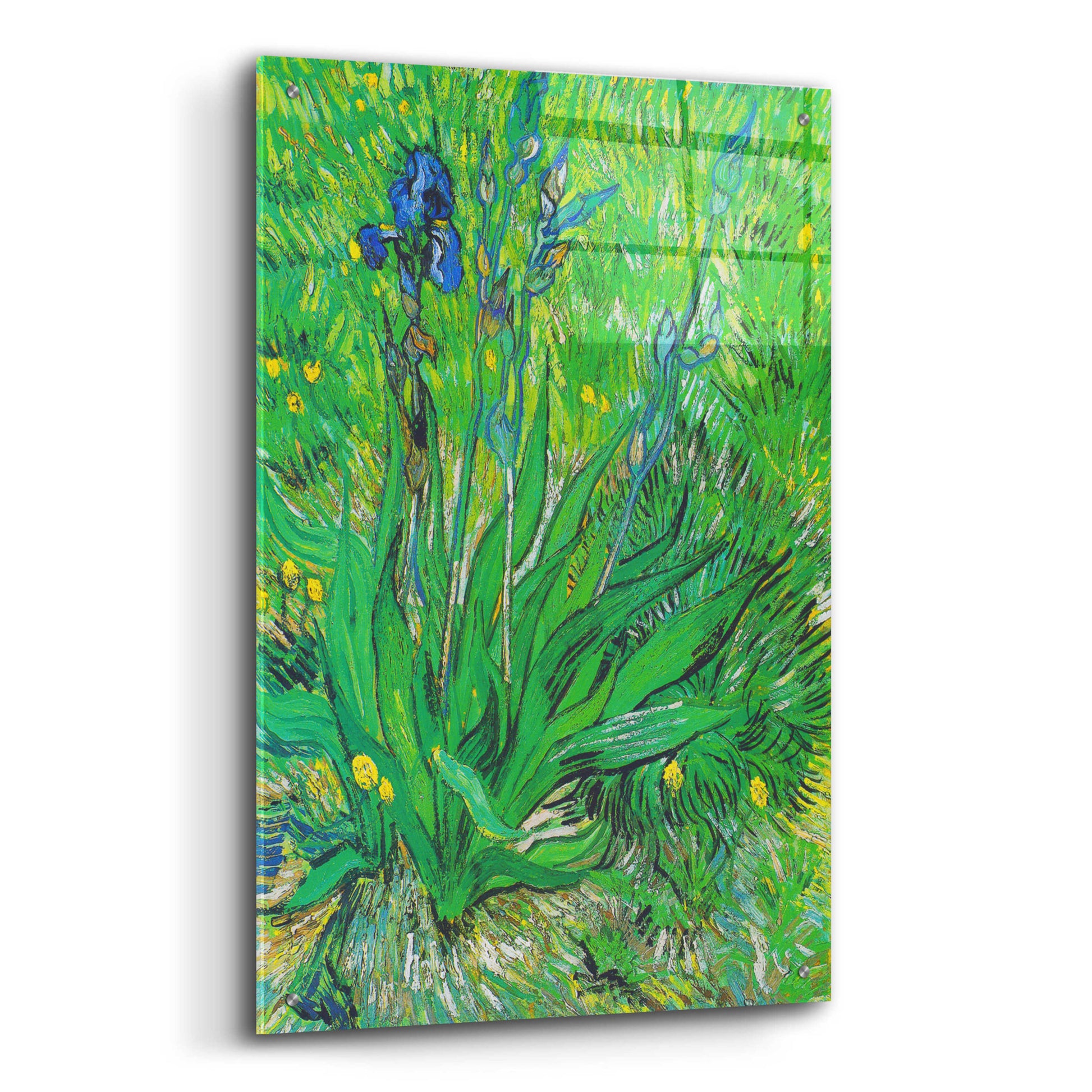 Epic Art 'Iris' by Vincent Van Gogh, Acrylic Glass Wall Art,24x36