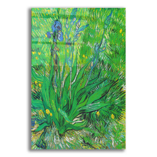 Epic Art 'Iris' by Vincent Van Gogh, Acrylic Glass Wall Art