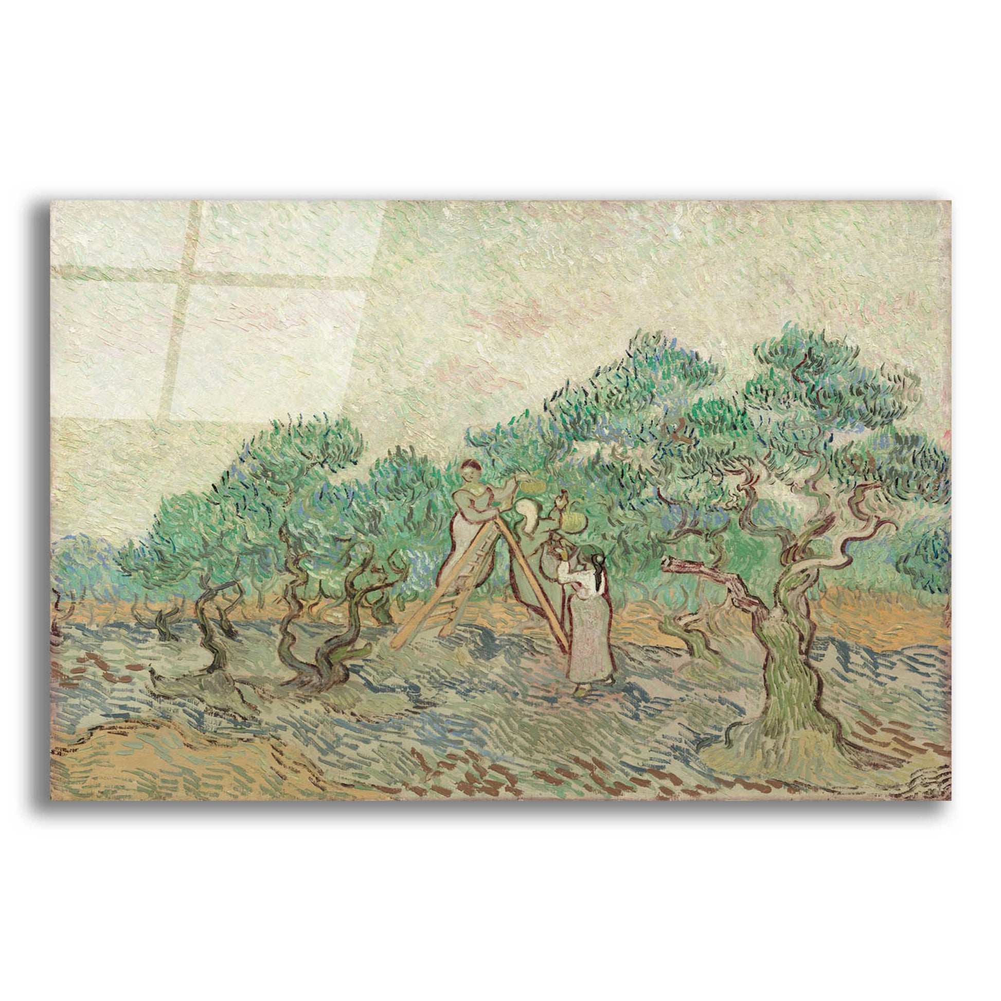 Epic Art 'The Olive Orchard' by Vincent Van Gogh, Acrylic Glass Wall Art,16x12