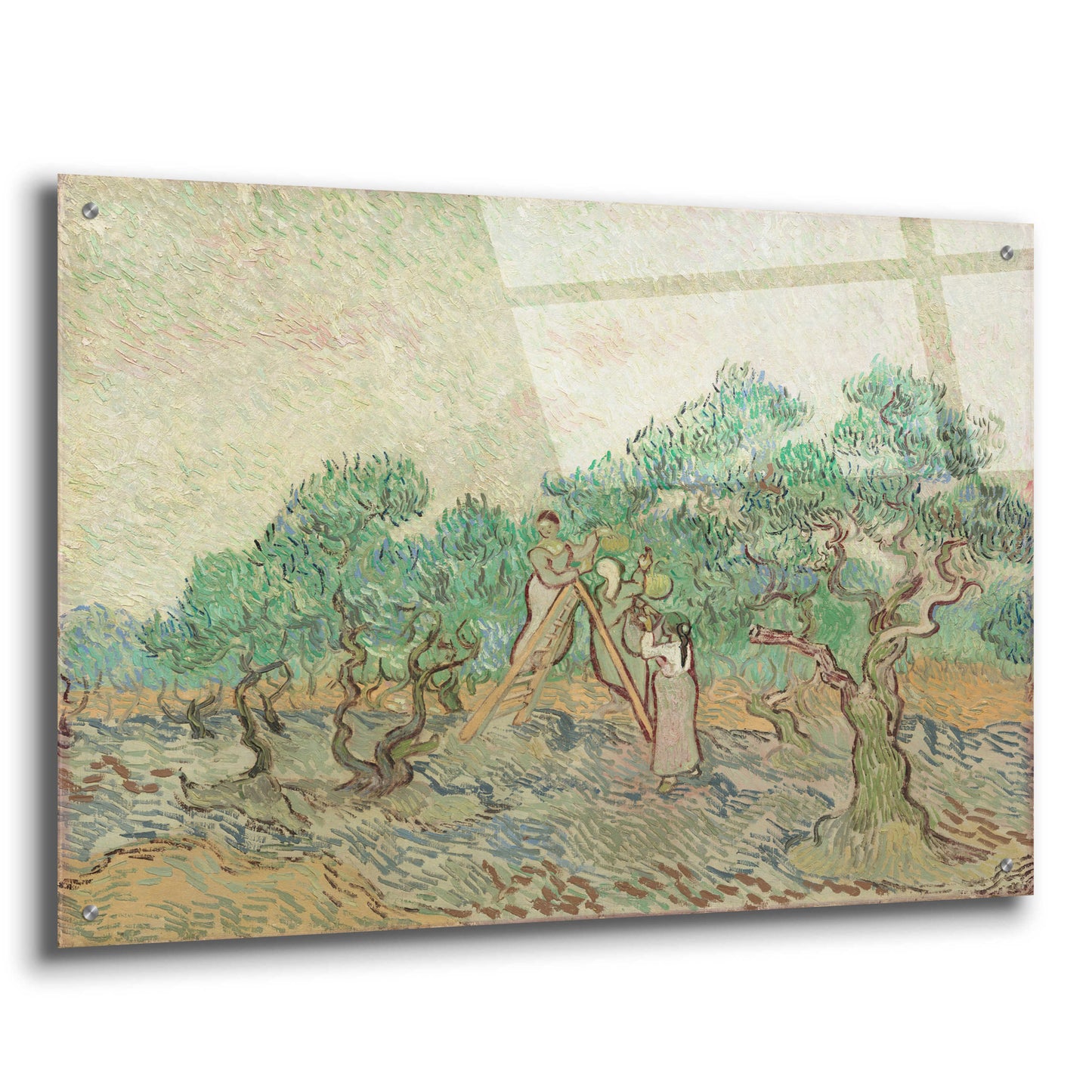 Epic Art 'The Olive Orchard' by Vincent Van Gogh, Acrylic Glass Wall Art,36x24