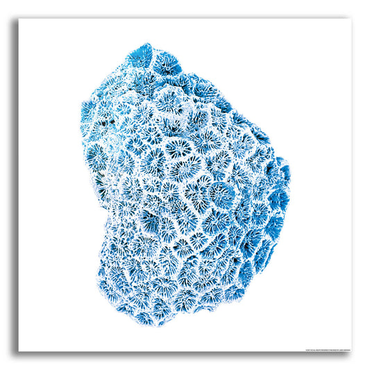 Epic Art 'Blue Coral' by JJ Brando, Acrylic Glass Wall Art