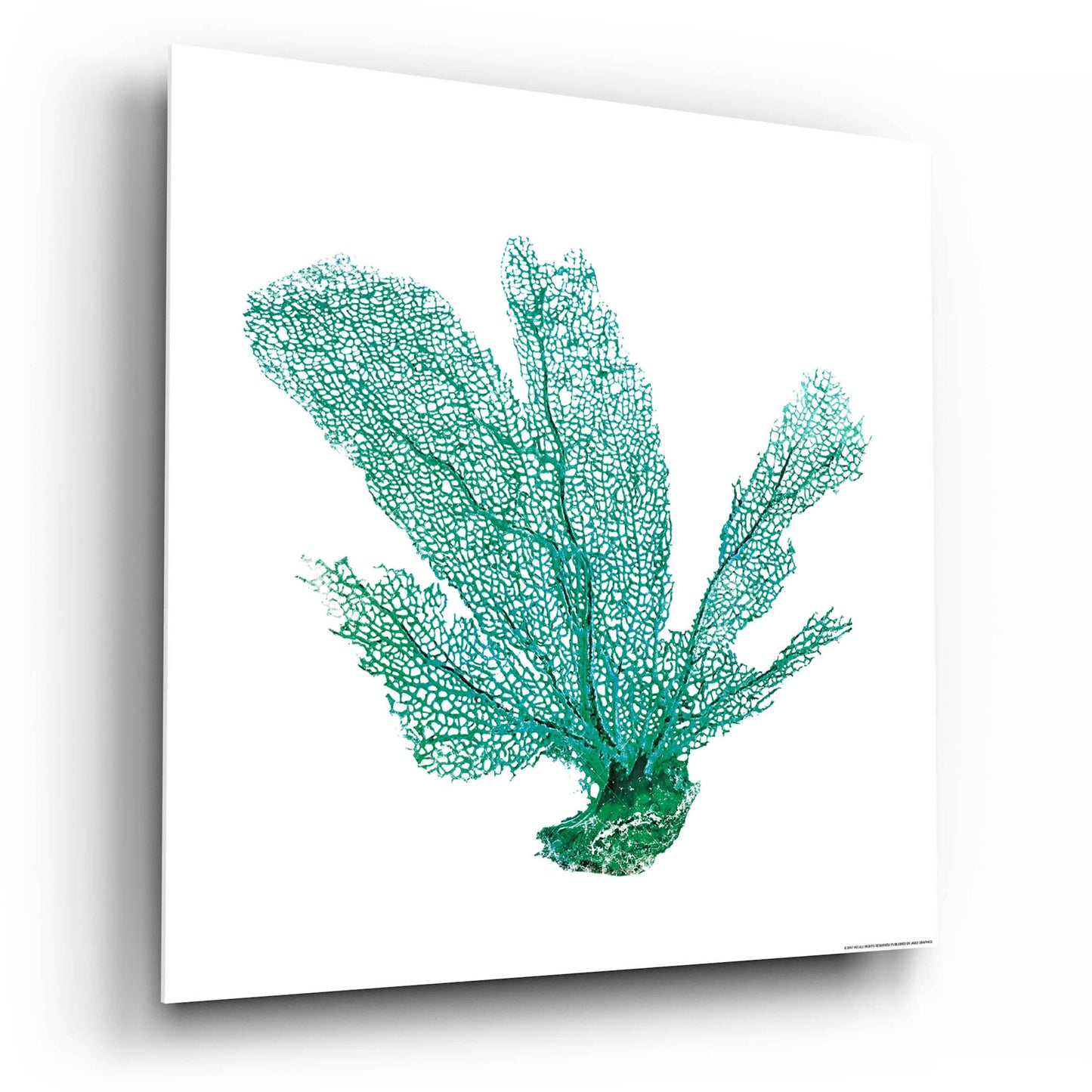 Epic Art 'Green Sea Fan' by JJ Brando, Acrylic Glass Wall Art,12x12