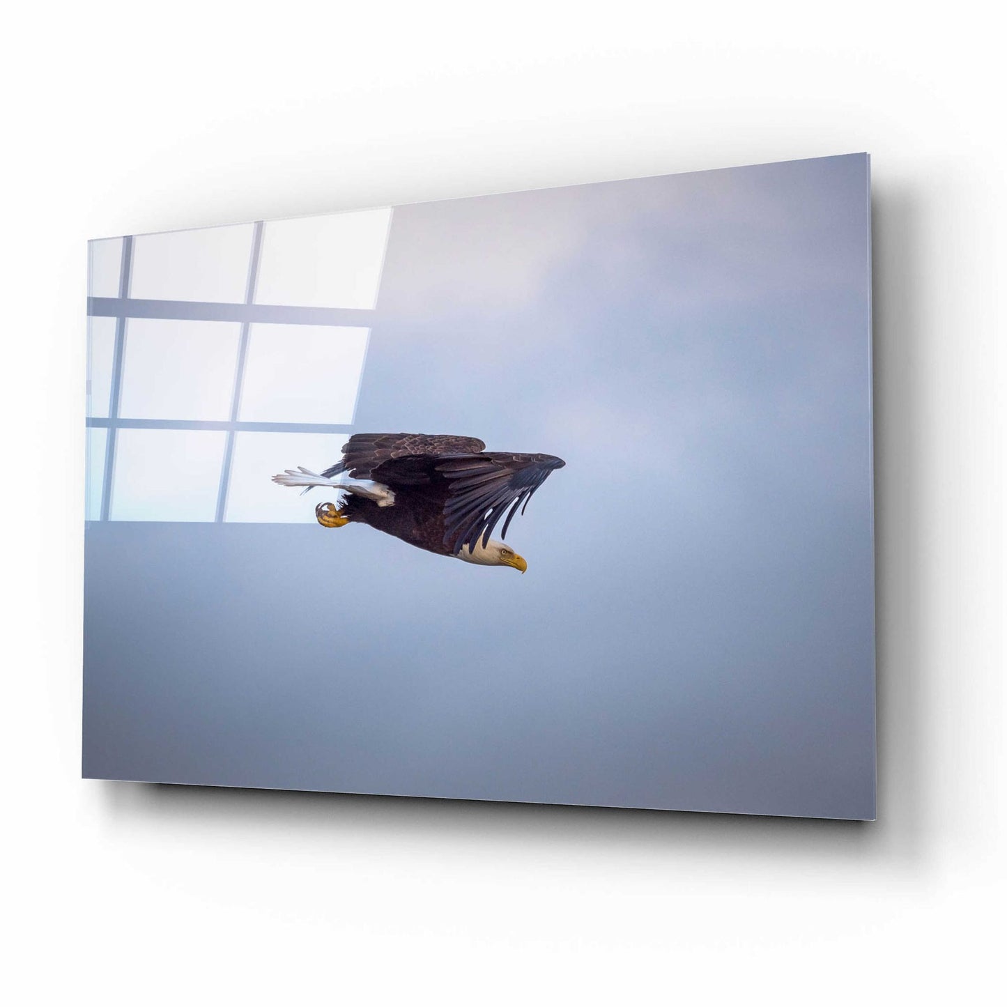 Epic Art 'Bald Eagle Soas' by Epic Portfolio, Acrylic Glass Wall Art,16x12