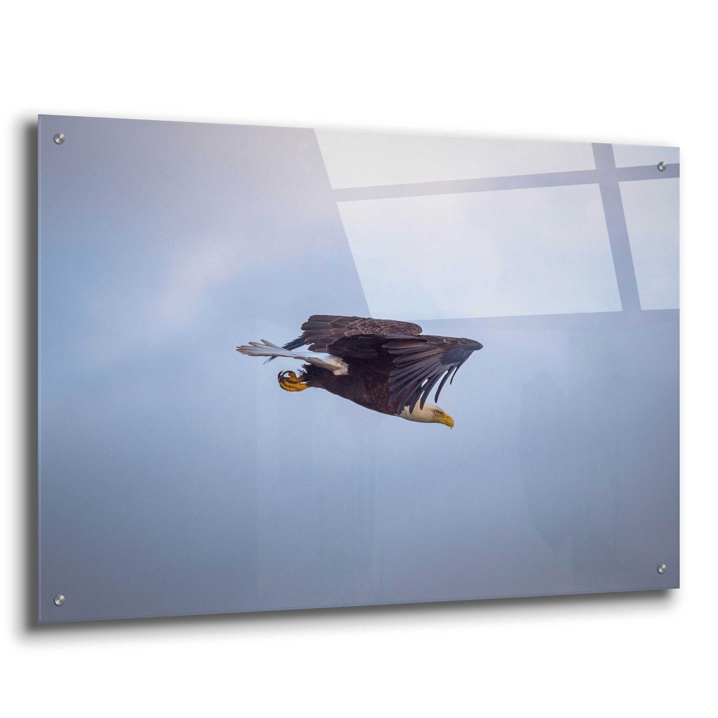 Epic Art 'Bald Eagle Soas' by Epic Portfolio, Acrylic Glass Wall Art,36x24