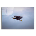 Epic Art 'Bald Eagle Soas' by Epic Portfolio, Acrylic Glass Wall Art