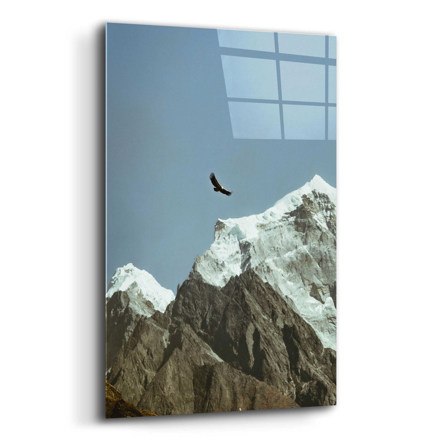 Epic Art 'Himalayan Eagle' by Epic Portfolio, Acrylic Glass Wall Art,12x16