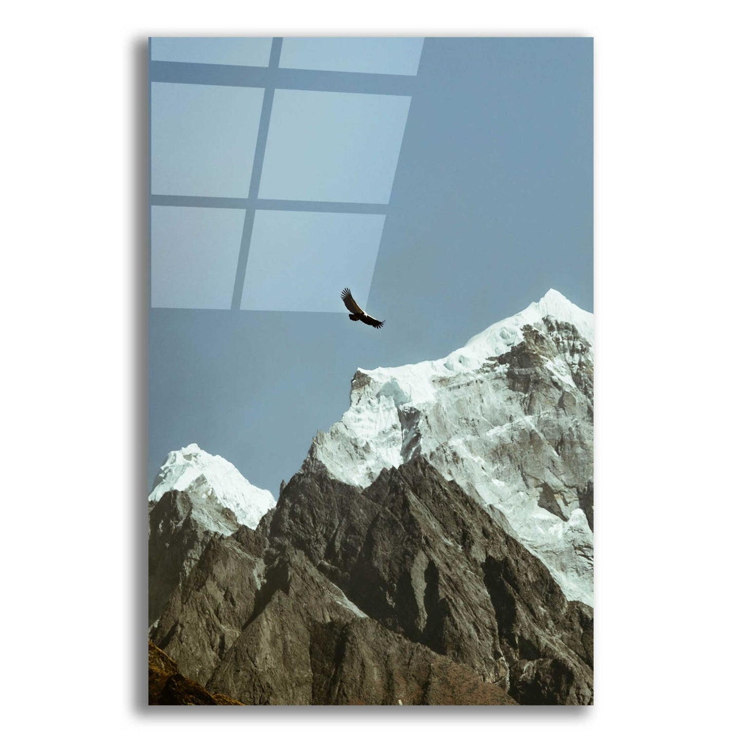 Epic Art 'Himalayan Eagle' by Epic Portfolio, Acrylic Glass Wall Art,12x16