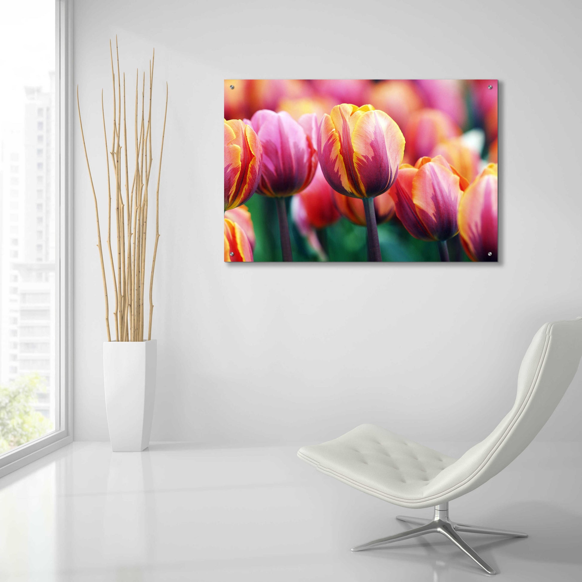 Epic Art 'Big Love Tulips' by Clive Branson, Acrylic Glass Wall Art,36x24