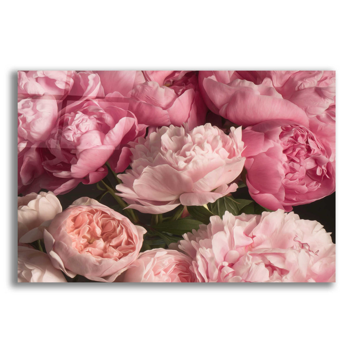 Epic Art 'Pink Petals' by Leah McLean, Acrylic Glass Wall Art