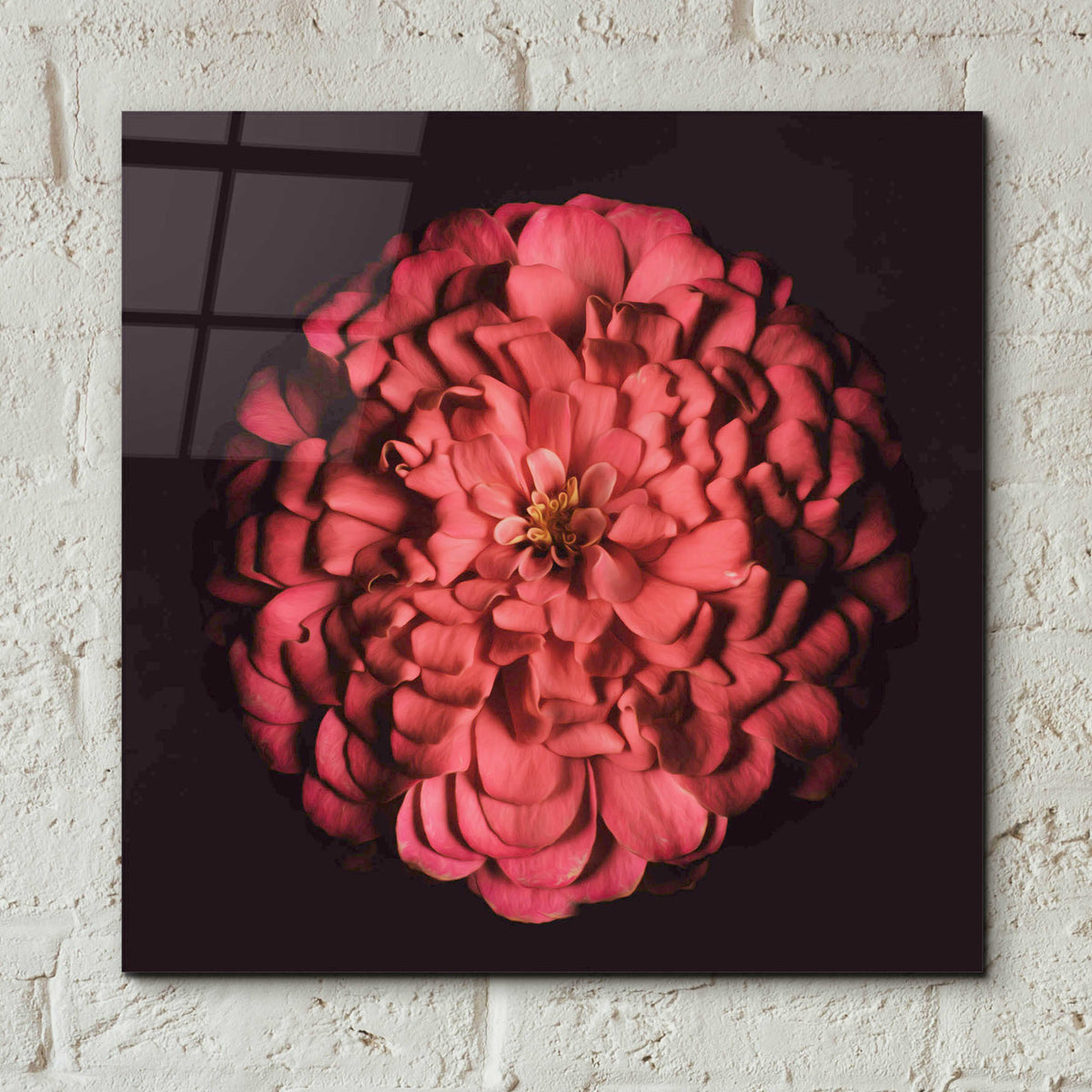 Epic Art 'Portrait of a Zinnia' by Leah McLean, Acrylic Glass Wall Art,12x12