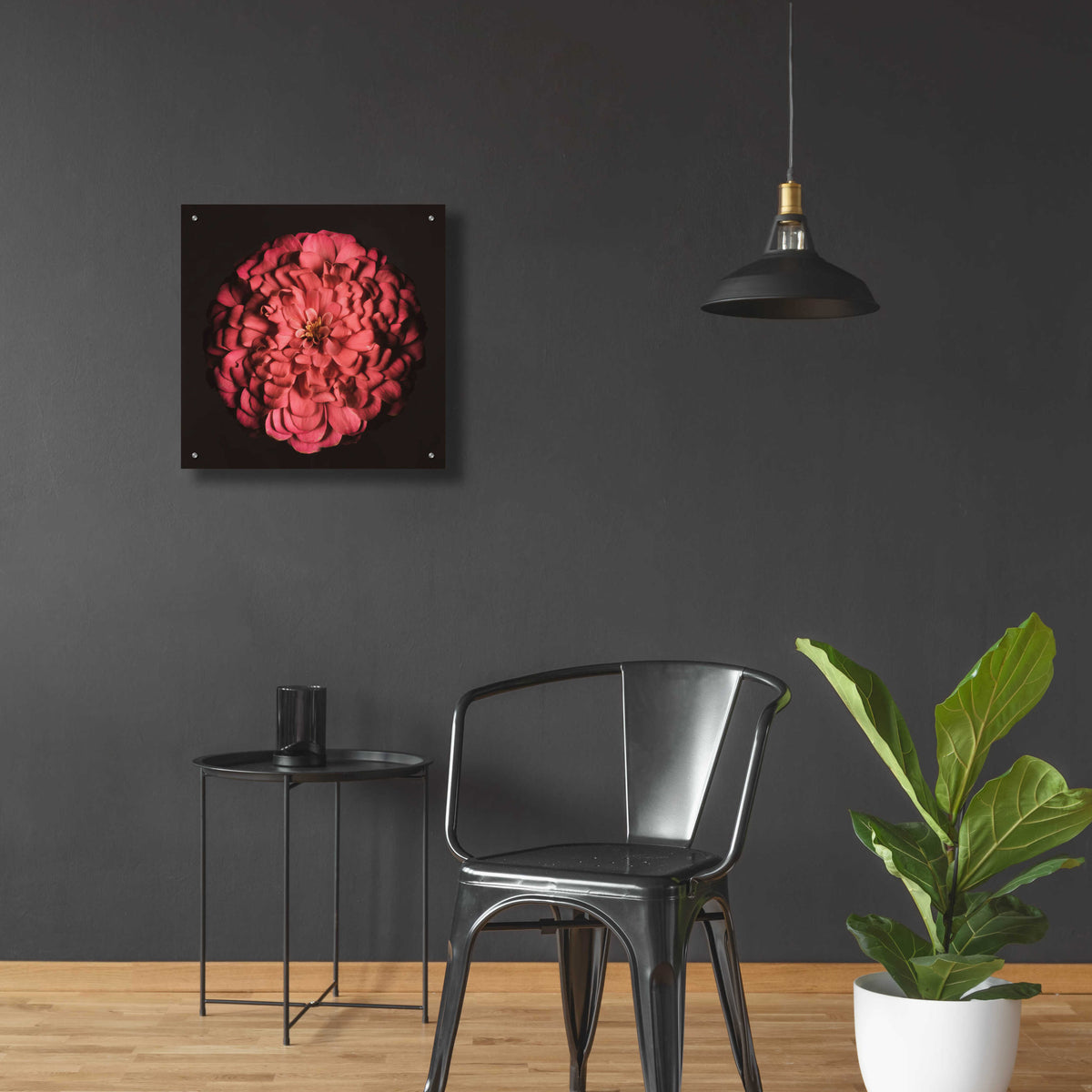 Epic Art 'Portrait of a Zinnia' by Leah McLean, Acrylic Glass Wall Art,24x24