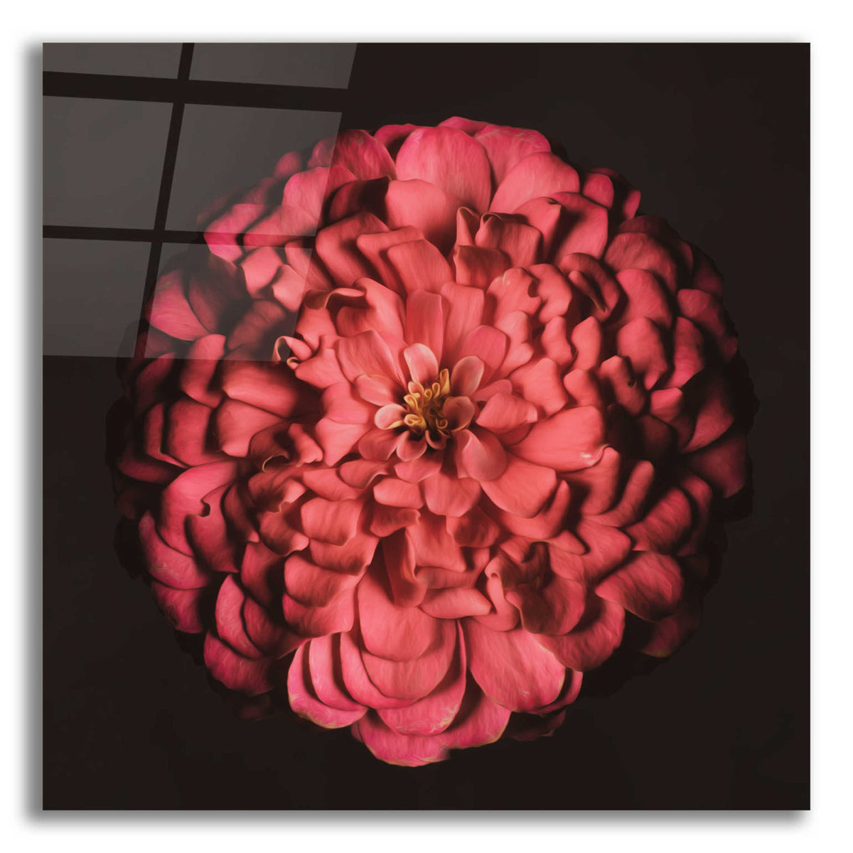Epic Art 'Portrait of a Zinnia' by Leah McLean, Acrylic Glass Wall Art