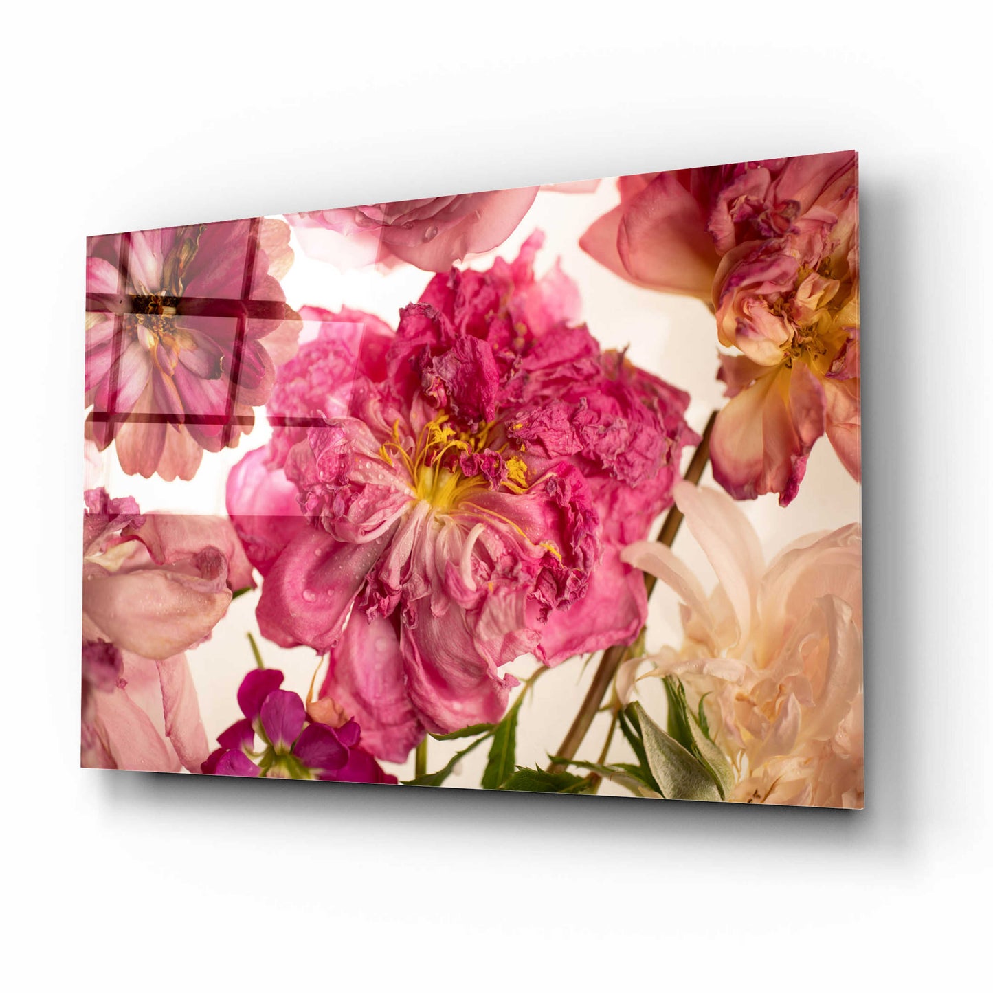 Epic Art 'Peony on White' by Leah McLean, Acrylic Glass Wall Art,16x12