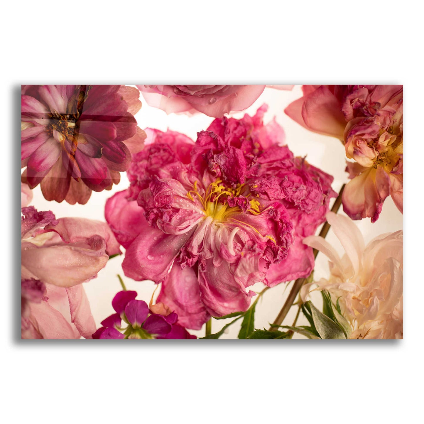 Epic Art 'Peony on White' by Leah McLean, Acrylic Glass Wall Art,16x12