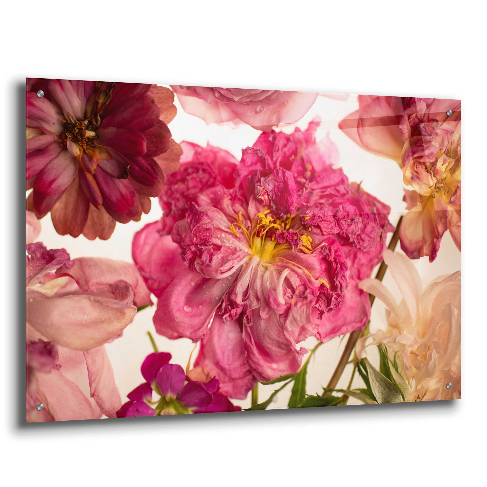 Epic Art 'Peony on White' by Leah McLean, Acrylic Glass Wall Art,36x24