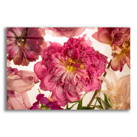 Epic Art 'Peony on White' by Leah McLean, Acrylic Glass Wall Art