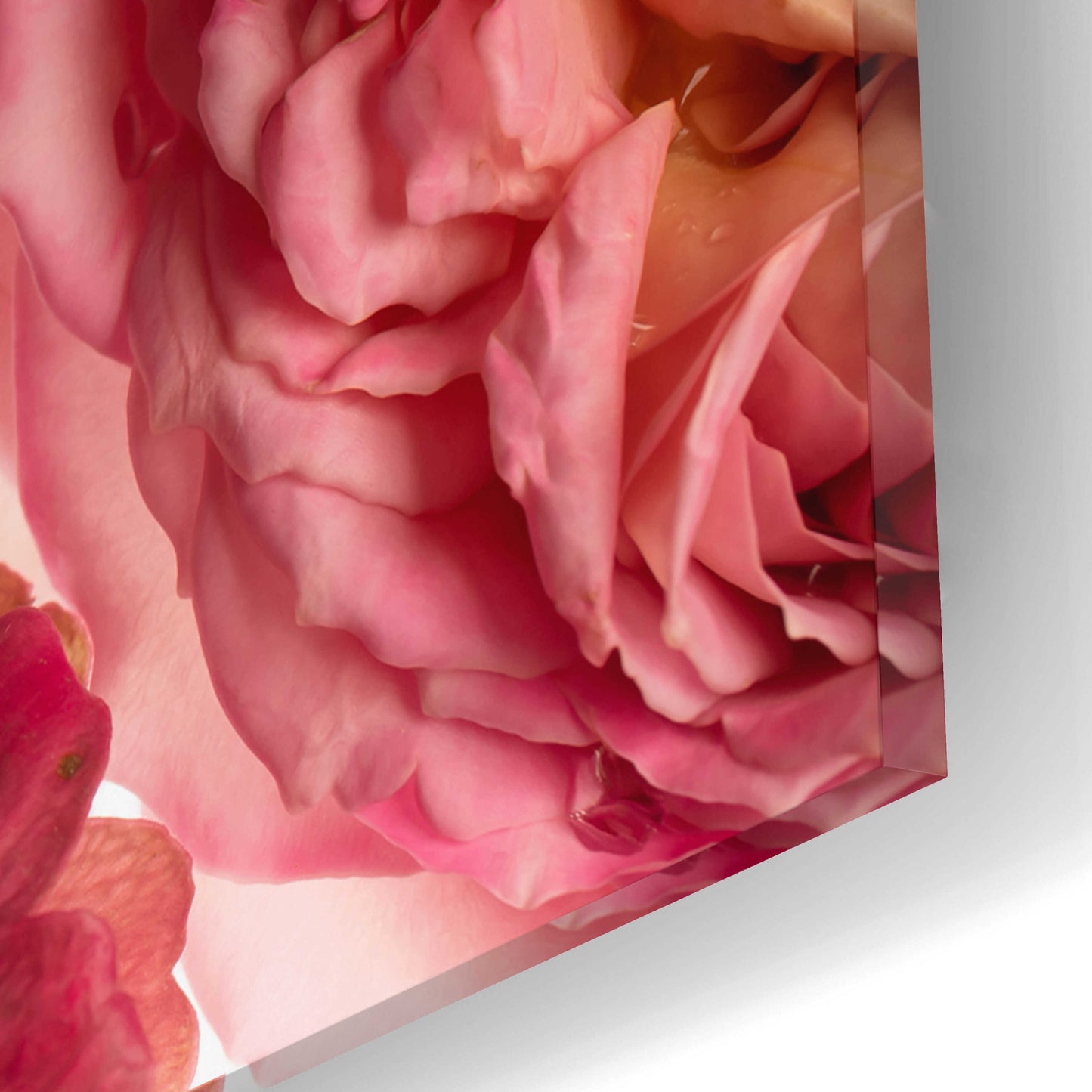 Epic Art 'Rose on White' by Leah McLean, Acrylic Glass Wall Art,16x12