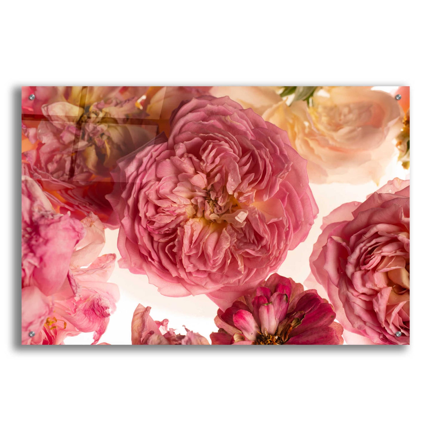 Epic Art 'Rose on White' by Leah McLean, Acrylic Glass Wall Art,36x24