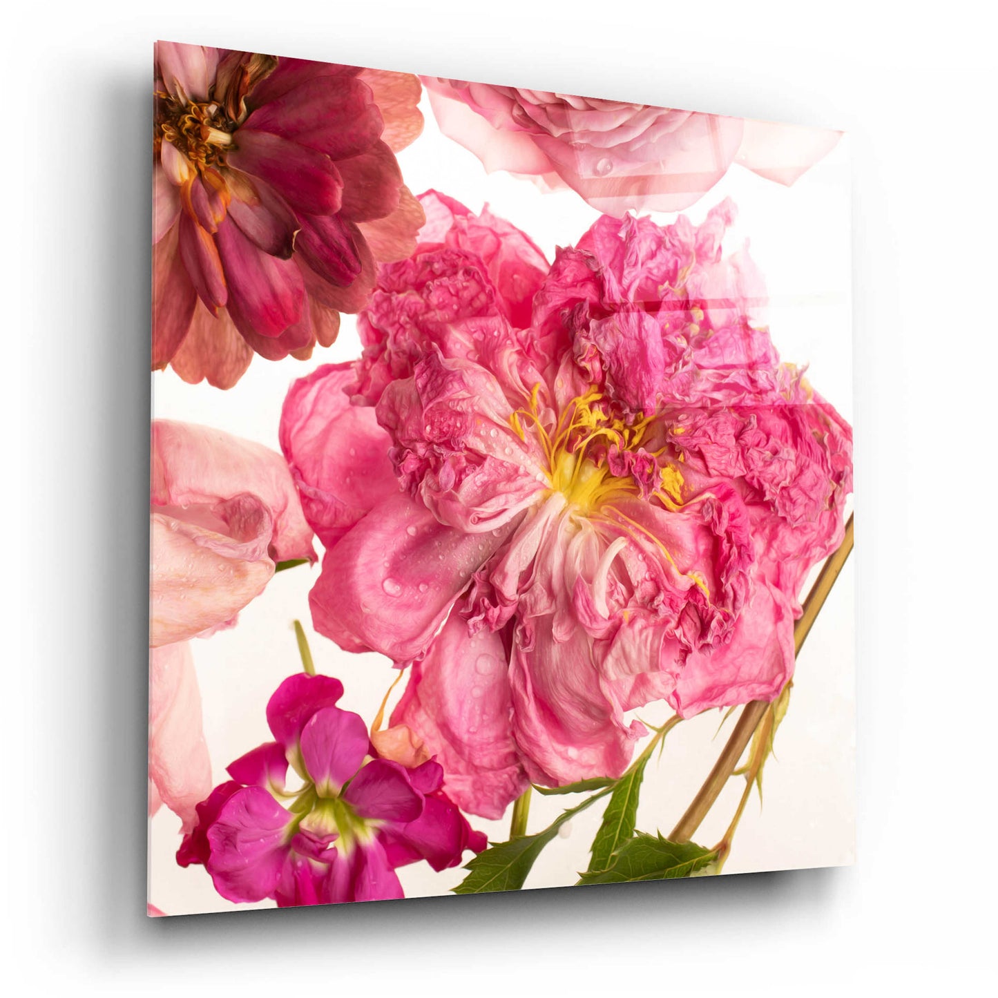 Epic Art 'Peony Dream on White' by Leah McLean, Acrylic Glass Wall Art,12x12