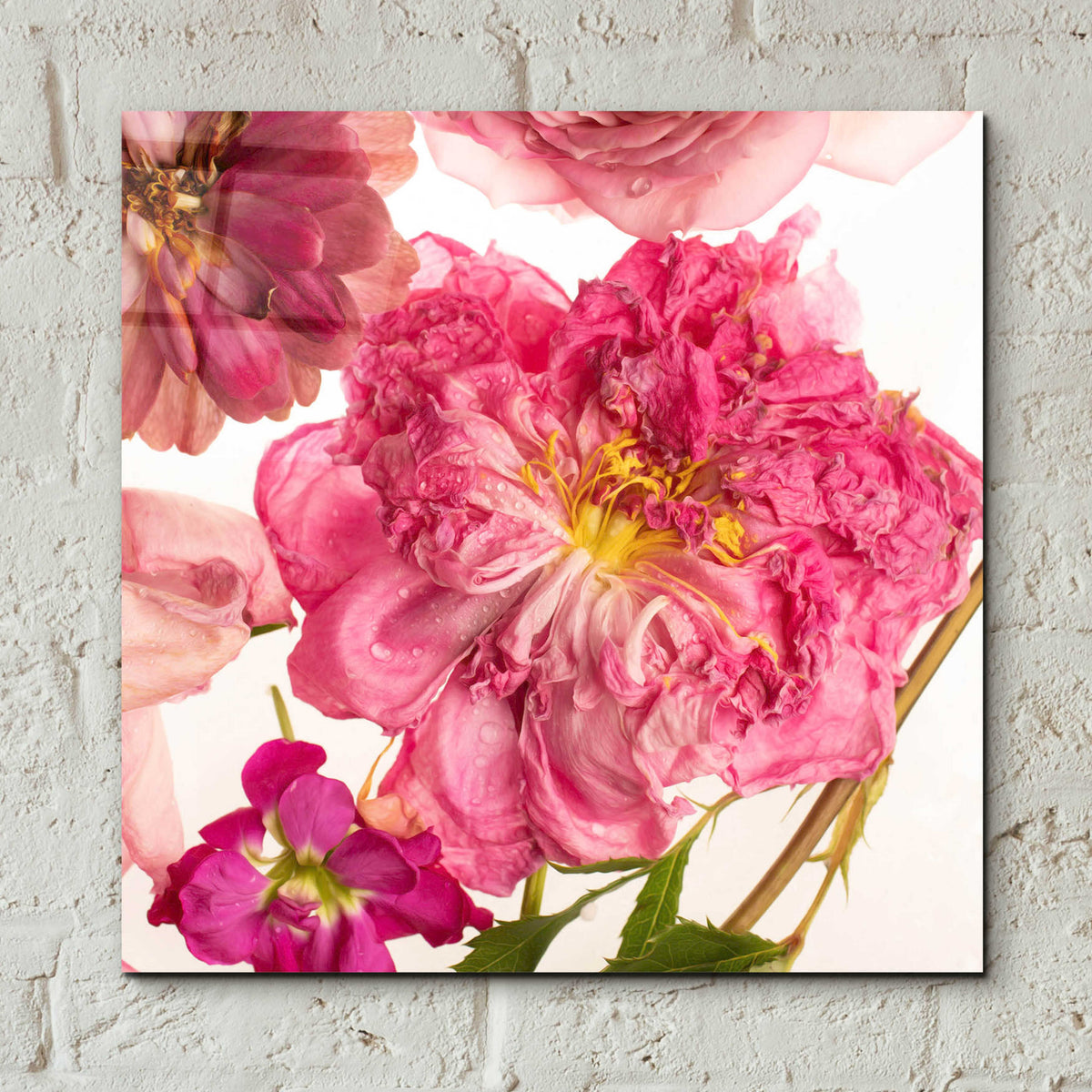 Epic Art 'Peony Dream on White' by Leah McLean, Acrylic Glass Wall Art,12x12