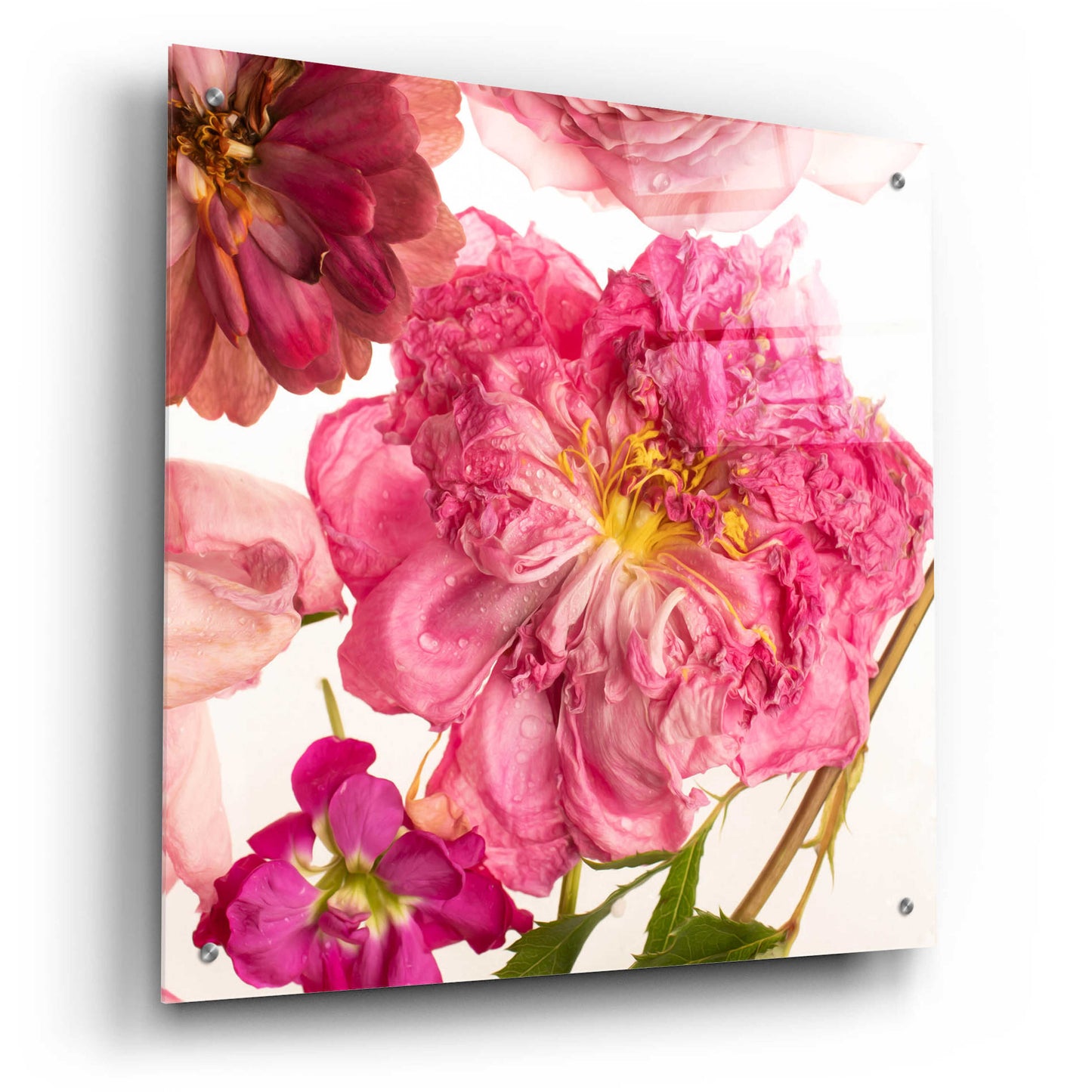 Epic Art 'Peony Dream on White' by Leah McLean, Acrylic Glass Wall Art,24x24