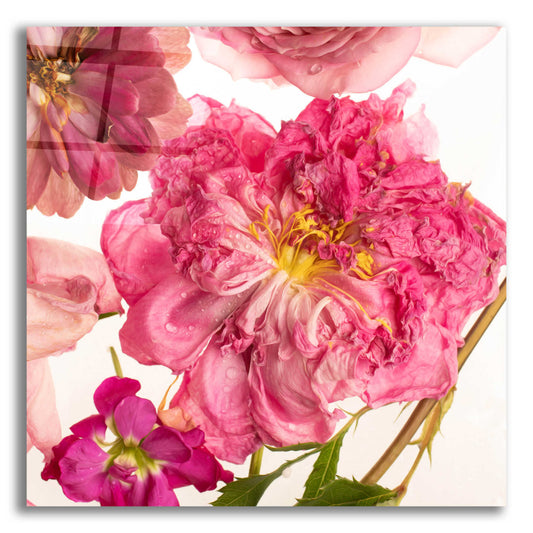 Epic Art 'Peony Dream on White' by Leah McLean, Acrylic Glass Wall Art