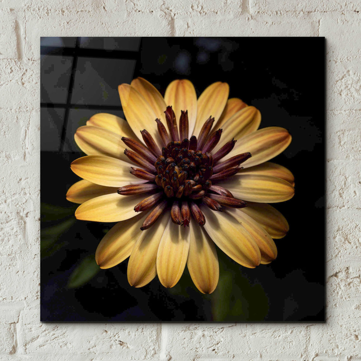 Epic Art 'Sunny Bloom' by Leah McLean, Acrylic Glass Wall Art,12x12