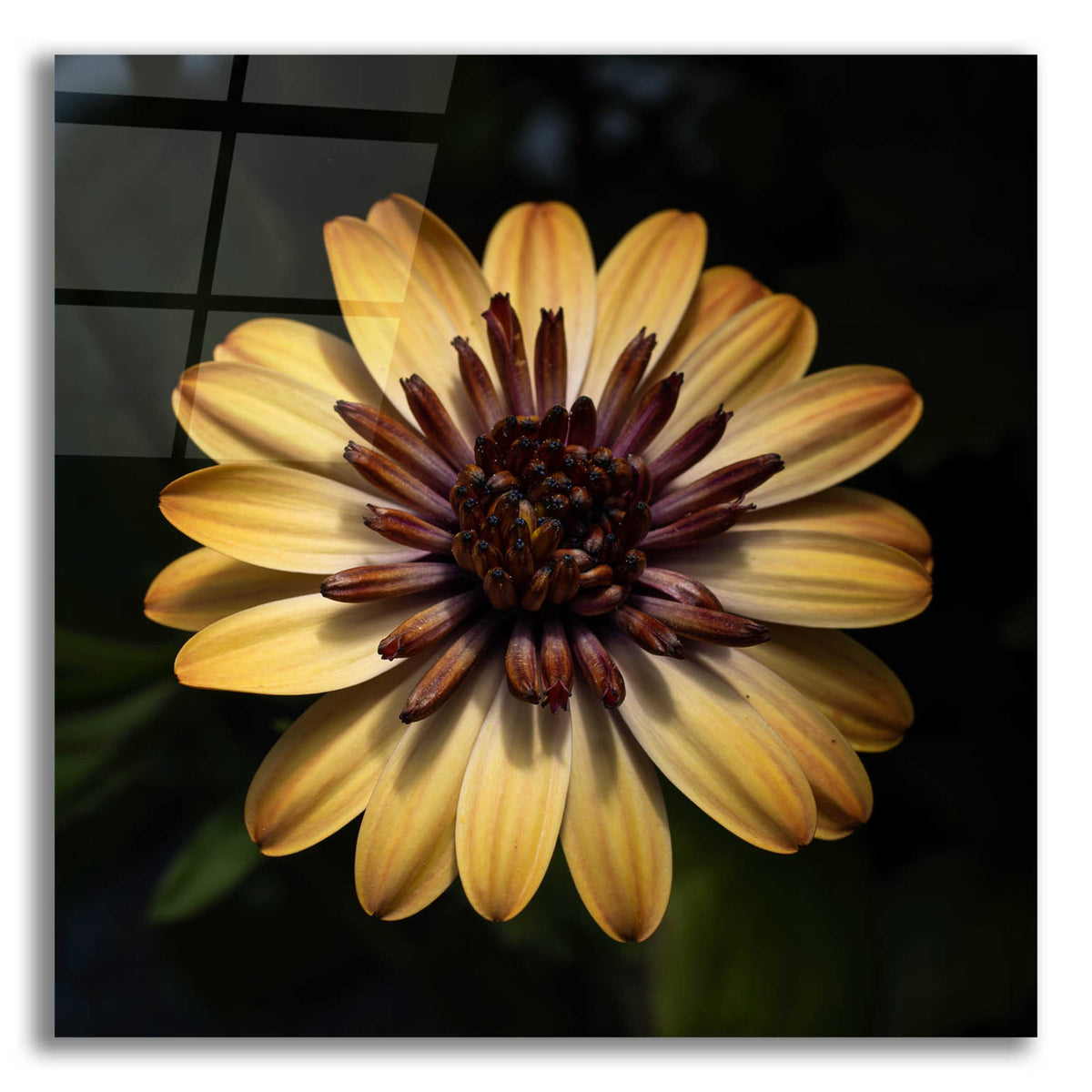 Epic Art 'Sunny Bloom' by Leah McLean, Acrylic Glass Wall Art