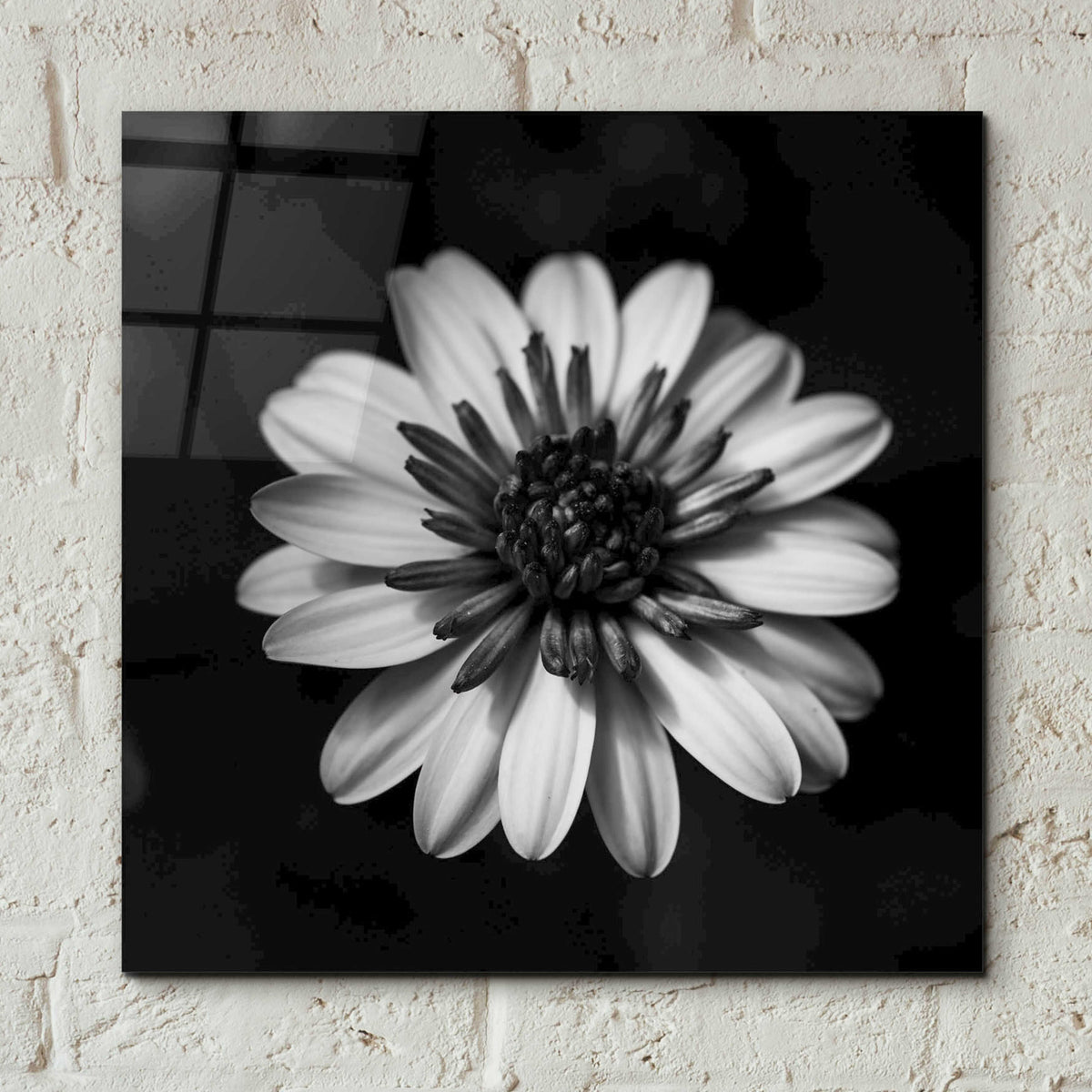 Epic Art 'Sunny Bloom Monochrome' by Leah McLean, Acrylic Glass Wall Art,12x12
