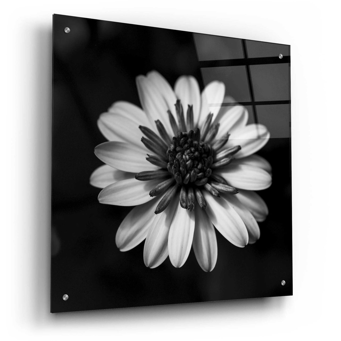 Epic Art 'Sunny Bloom Monochrome' by Leah McLean, Acrylic Glass Wall Art,24x24